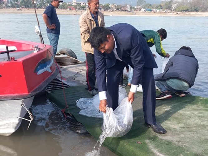 नारायणी नदीमा ४० हजार माछाका भुरा छाडियो