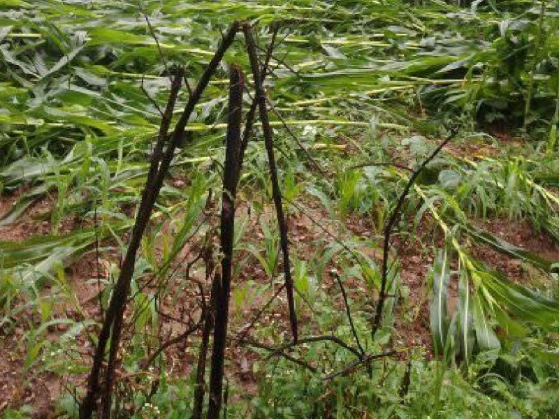 दैलेखमा ३६ रोपनी क्षेत्रमा लगाइएको मकैबाली नष्ट 