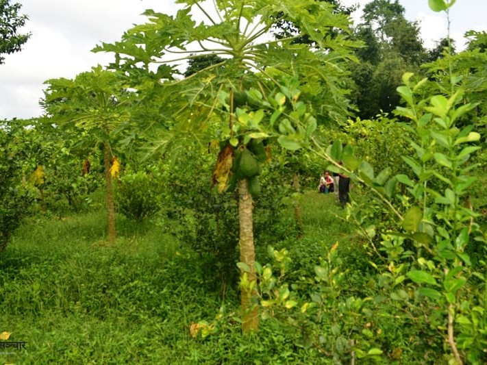 ग्रामीण साना कृषि उद्योग सञ्चालनमा