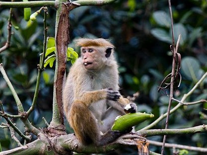 ‘बाँदर धपाउन कुकुर लिएर आउनु’ 