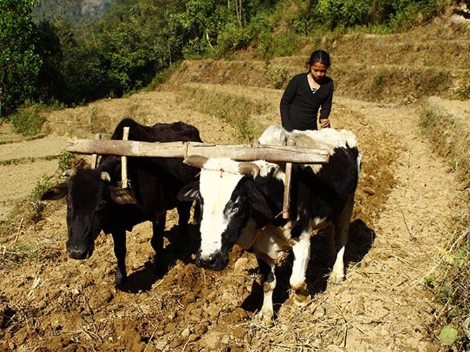 कर्णालीका किसानले हल गोरु पाल्नै छाडे 