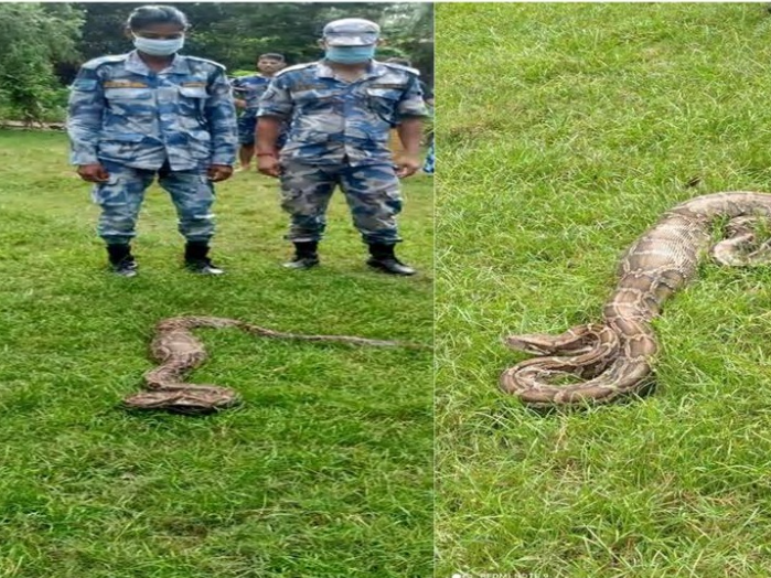 सशस्त्र प्रहरीद्वारा अजिङ्गरको उद्धार