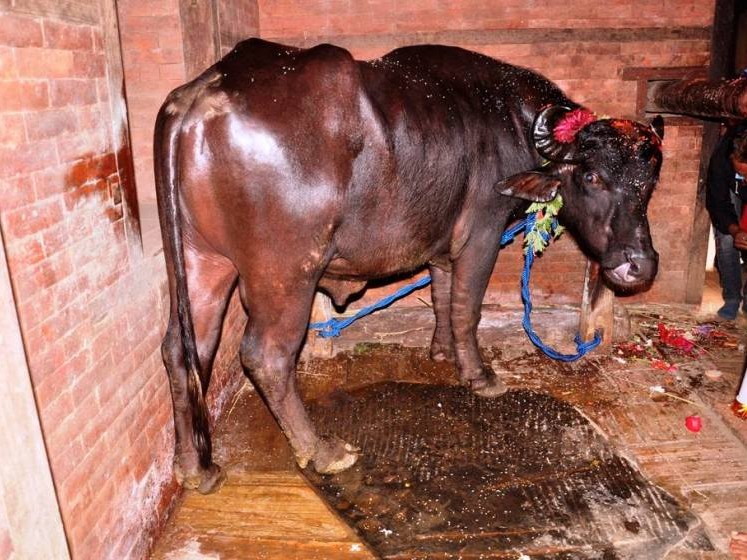 भित्र्याइयो नवदुर्गामा ‘खमेय’