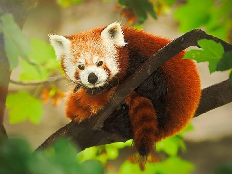 तस्कारको निसानामा रेडपाण्डा