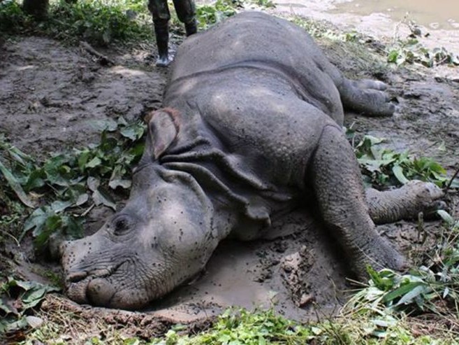 चितवन राष्ट्रिय निकुञ्जमा वर्षमै ३६ गैँडा मरे