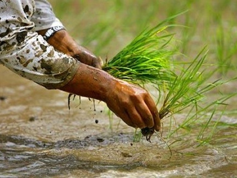 वर्षा हुन थालेपछि मल नहाली धान रोप्दै किसान