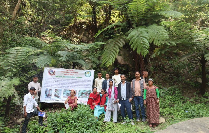 सल्यानमा थप दुइ ठाउँमा दुर्लभ रुख उन्यु फेला, संरक्षण अभियान सुरु