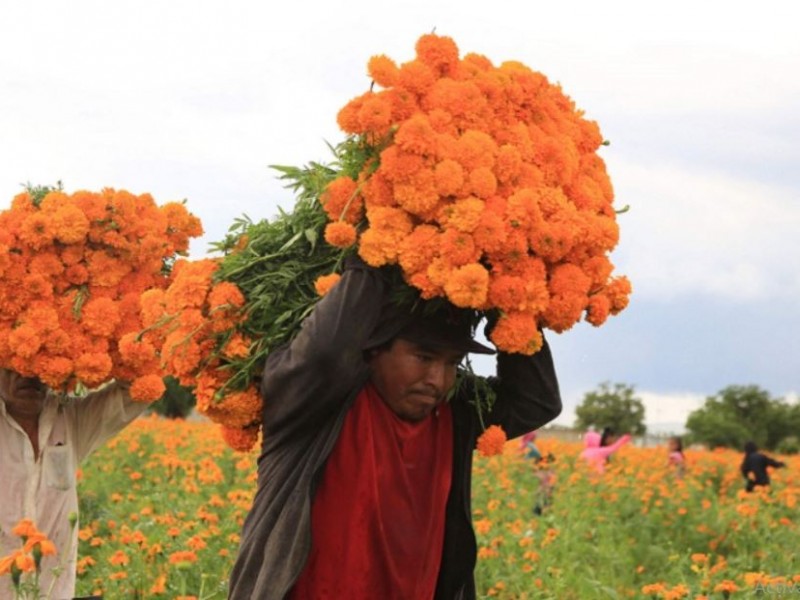 भारतीय मालाले ‘मखमली र सयपत्री’ओझेलमा