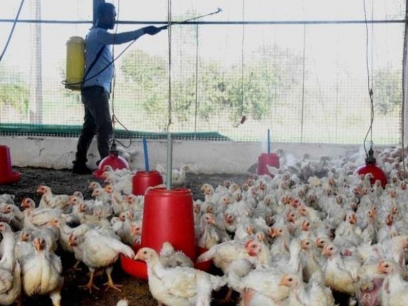चितवनको राप्तीमा बर्डफ्लू देखियो