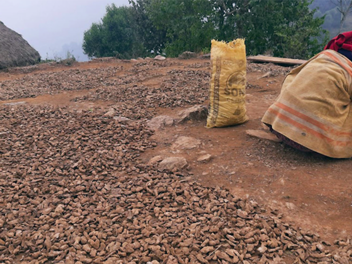 वर्षा र हिमपातका कारण सुठो कुहिन थालेपछि किसान चिन्तित