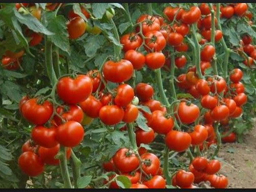 हावाहुरीसहित परेको पानीले गोलभेँडा खेतीमा क्षति