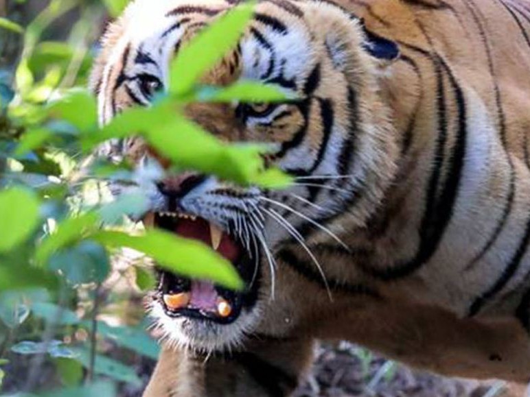 मोटरसाइकल चालकमाथि बाघको आक्रमण 