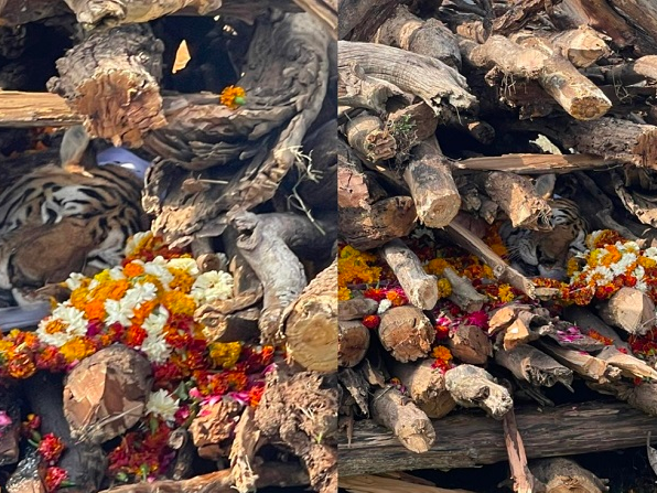 ‘सुपर मम’ बघिनीको मृत्यु