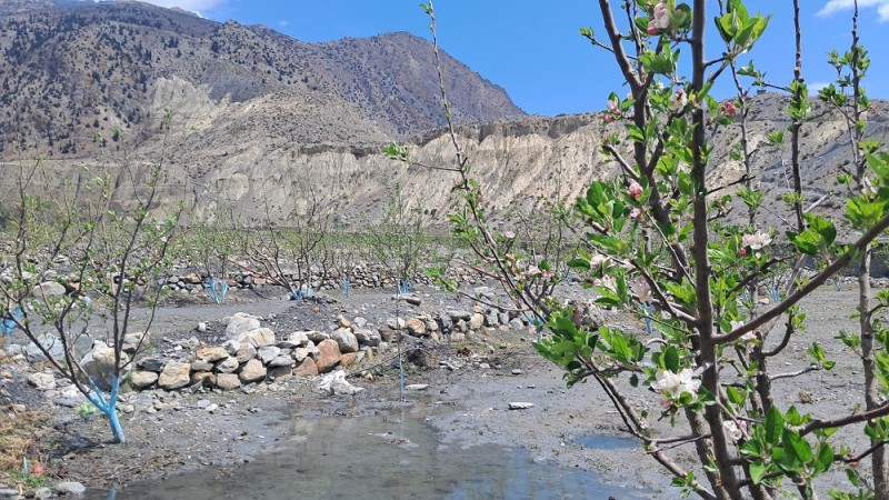 तिलामा असिनापानीले स्याउसहितका अन्न र तरकारी बालीहरूमा क्षति