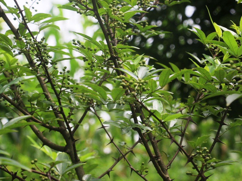 टिमुर खेतीमा आकर्षण  