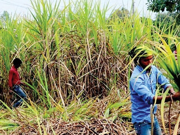 चाडपर्वको मुखमा पनि पाएनन् उखु किसानले अनुदान