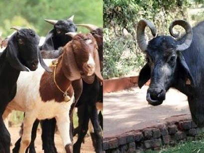 गोकर्णेश्वर र कागेश्वरी मनोहराका किसानलाई भैँसीका पाडा/पाडी र बाख्रा