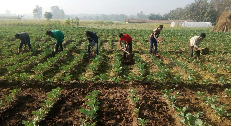 कृषि उत्पादनमा वृद्धि