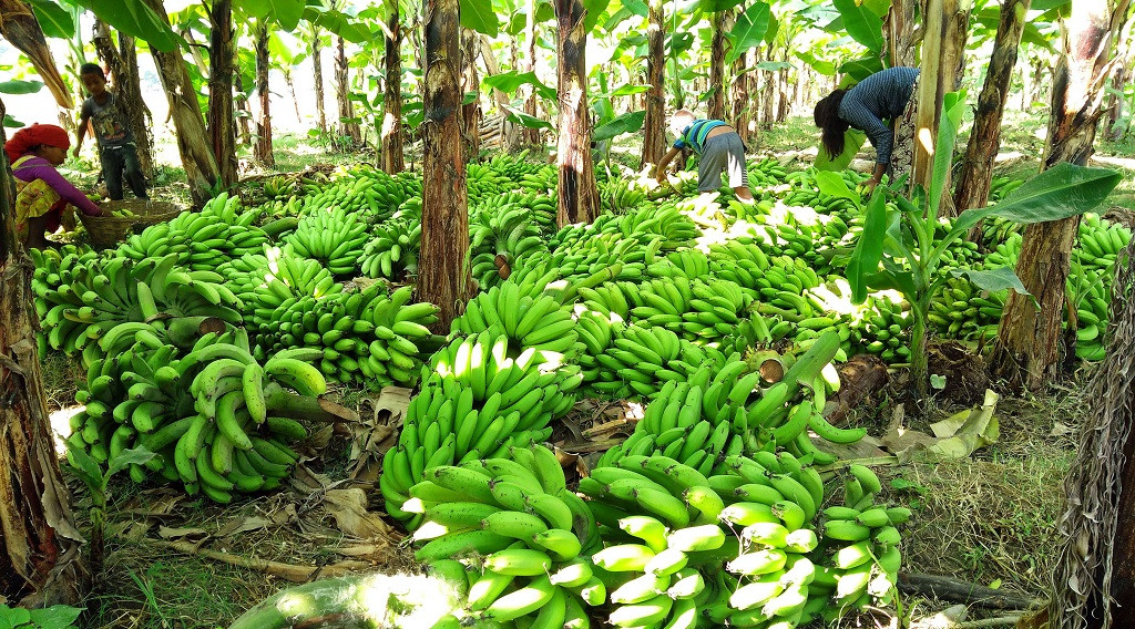 केराको एउटै बोटले व्यवसायी बनायो भट्टराईलाई