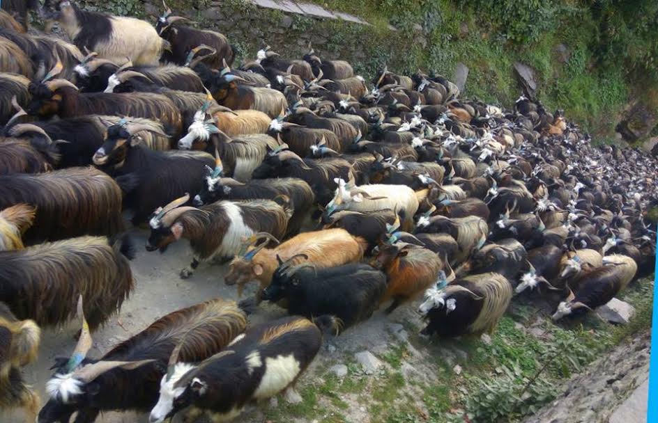 च्याङग्रा बेचेर मुस्ताङमा पैतिस करोड भित्रियो