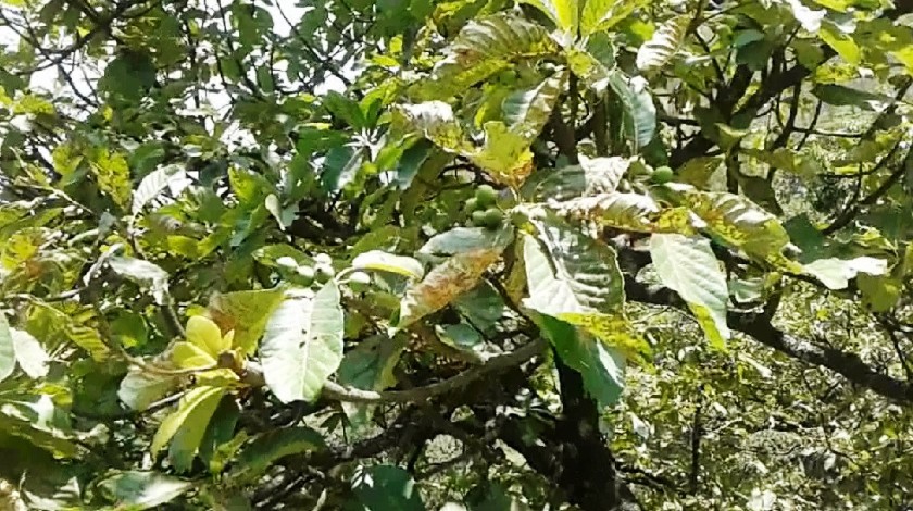 चिउरी, पैयूँ र दुदिलो नासिँदै जाँदा मौरीलाई चरन क्षेत्रको अभाव