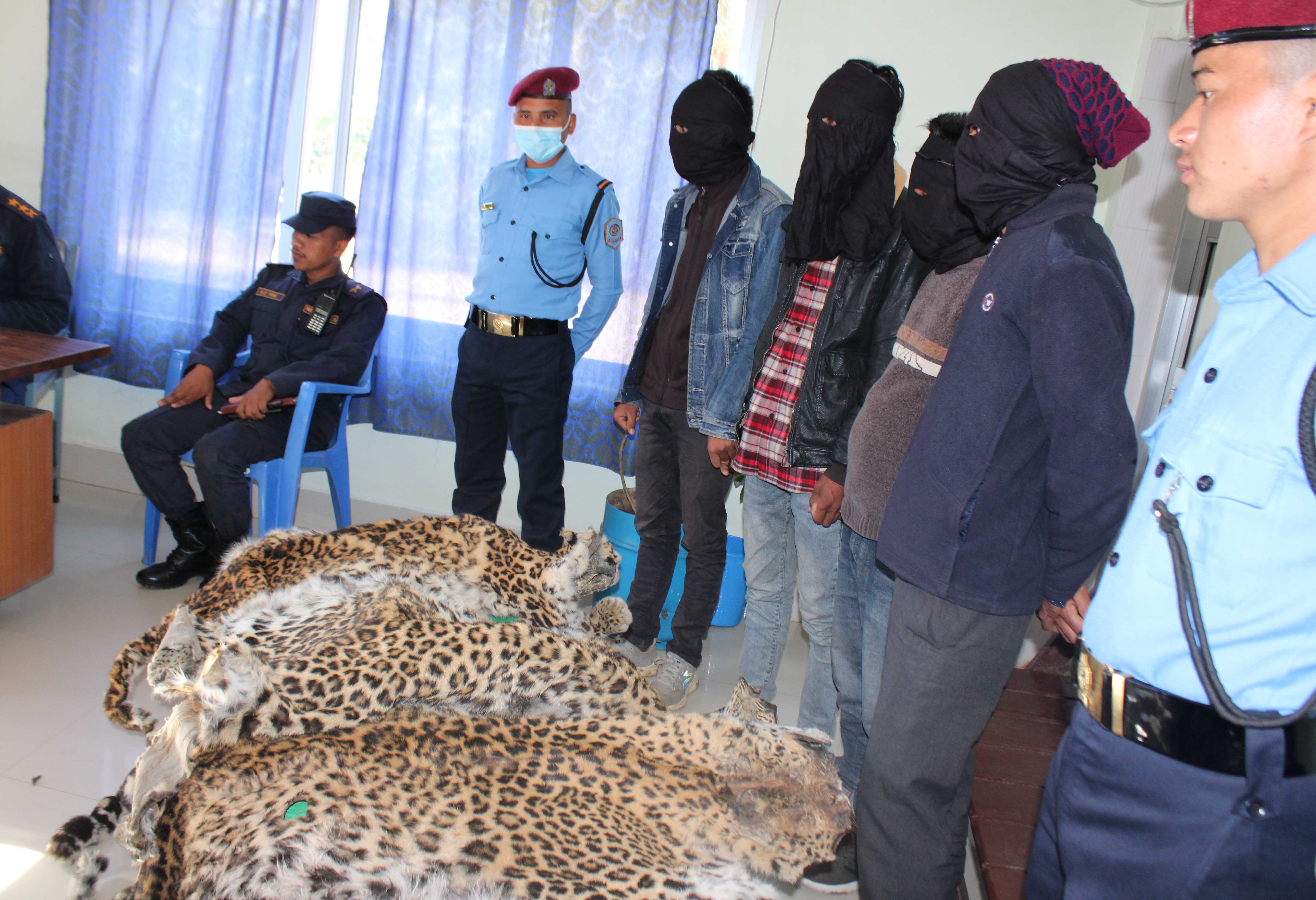 सुर्खेतमा चितुवाको छालासहित चारजना पक्राउ