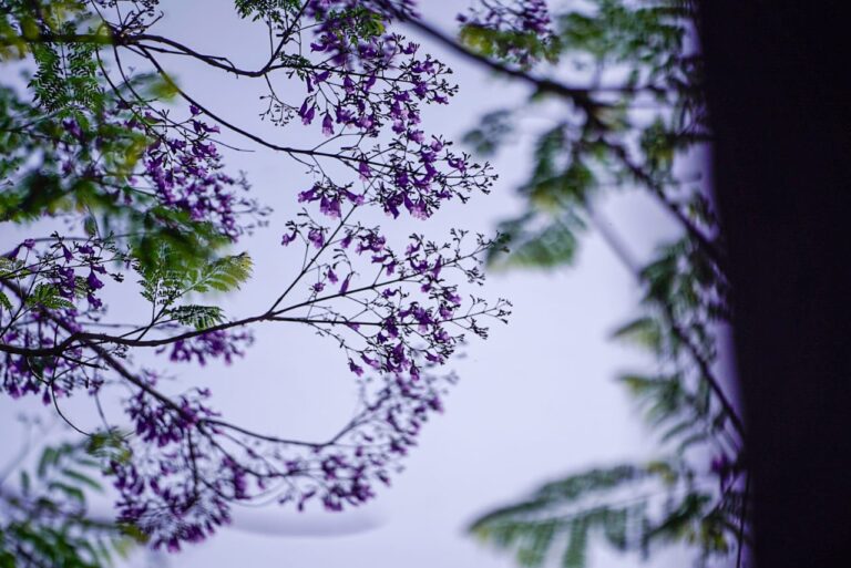 Jacaranda-10-768x513-1746605448.jpeg