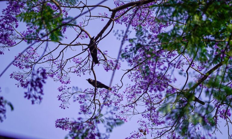 Jacaranda-3-768x460-1746605447.jpeg