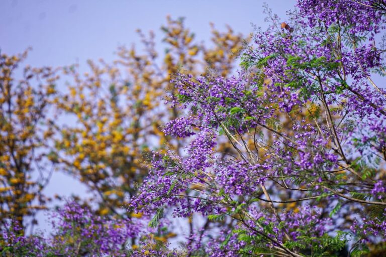 Jacaranda-4-768x513-1746605448.jpeg