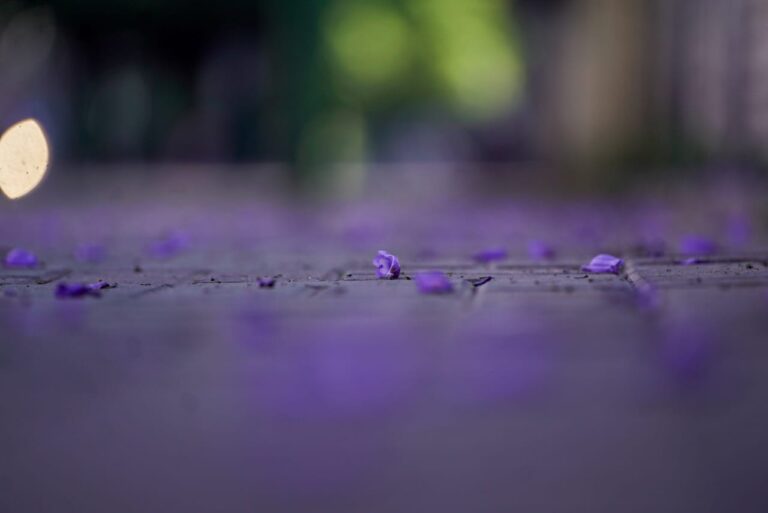 Jacaranda-5-768x513-1746605447.jpeg