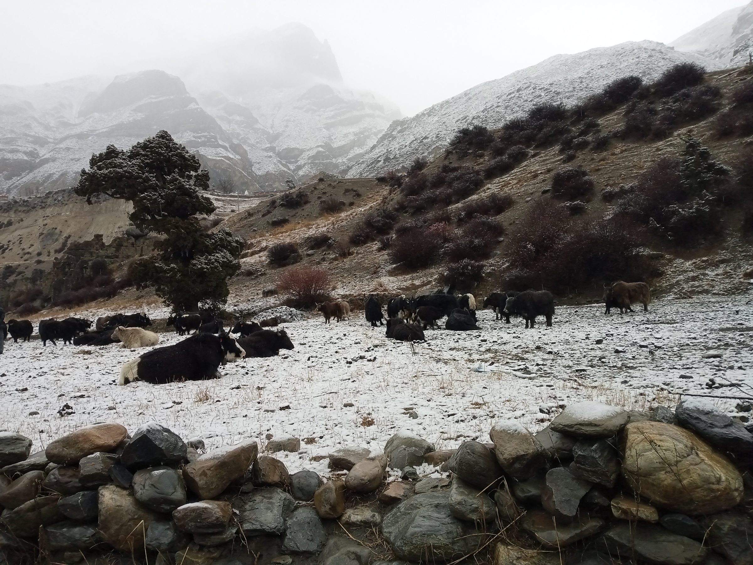 हिमपात परेपछि हिउँमै चर्दै चौरी