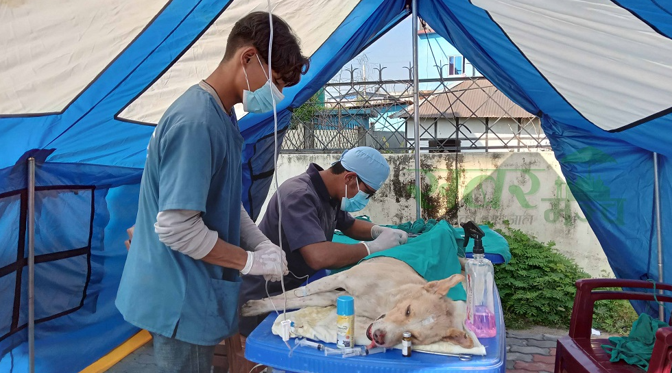 पुनः सुरु भयो बन्ध्याकरण शिविर