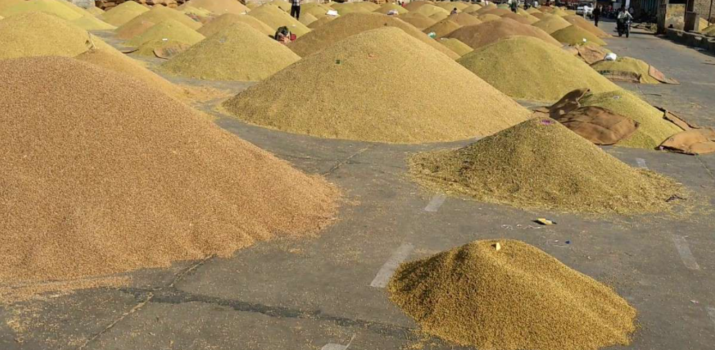 धान उत्पादन पाँच वर्षयताकै कम