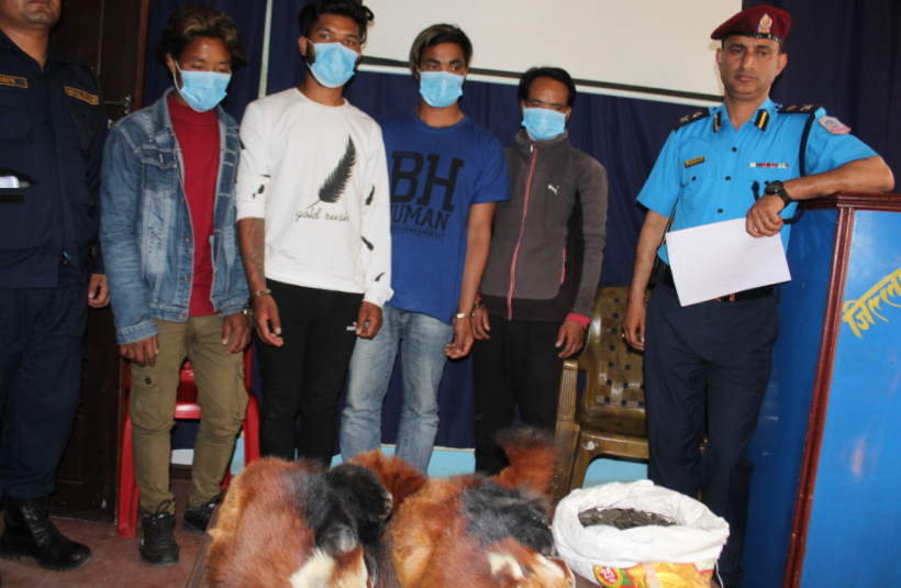 नेपालगन्जबाट रेडपाण्डाको छाला र तीन किलो चरेससहित ६ जना पक्राउ