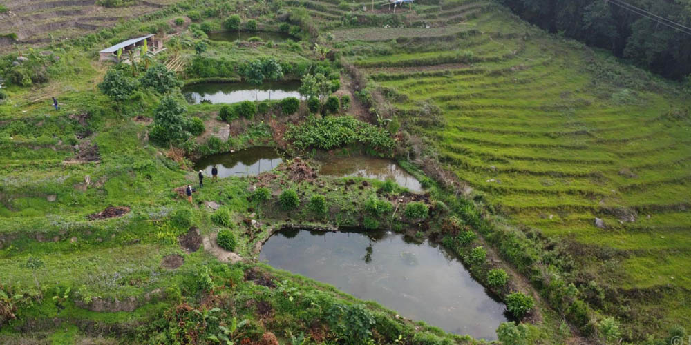 विदेशबाट फर्केर माछापालनमा रमाएका भोजपुरका ‘कमल’