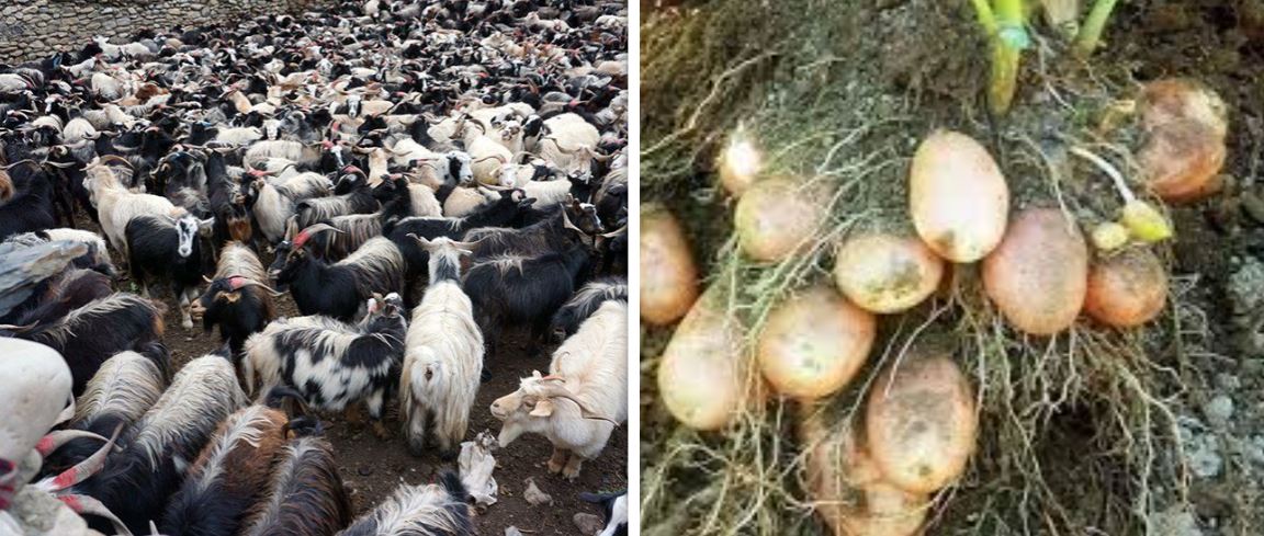 आलु र च्याङ्ग्रा जोन कार्यक्रम सुरु