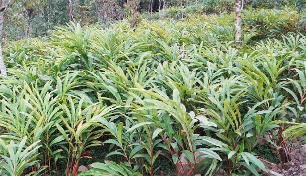 पाखोबारीमा अलैँची खेती विस्तार