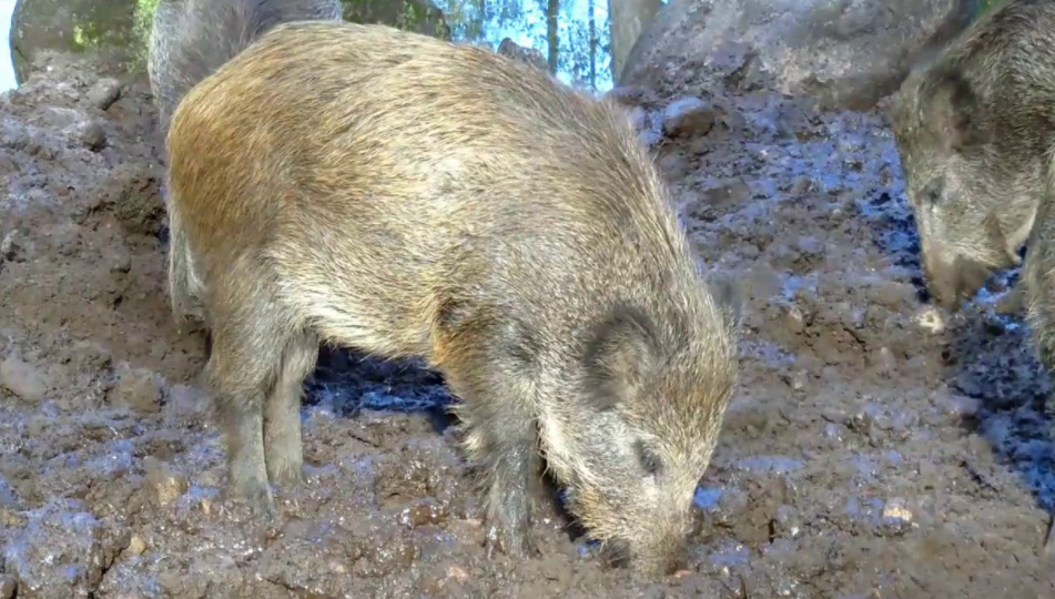 थाल ठटाउँदै बँदेल धपाउँदै