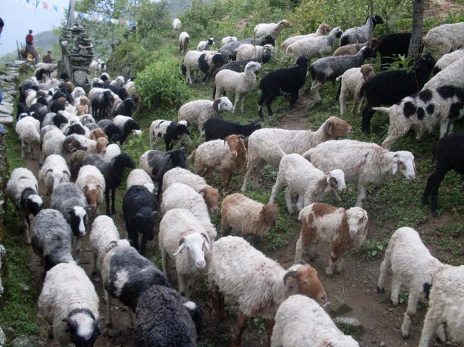 गोठालो भत्ता वितरणमा गुनासो, सूचना अभावले किसान वञ्चित