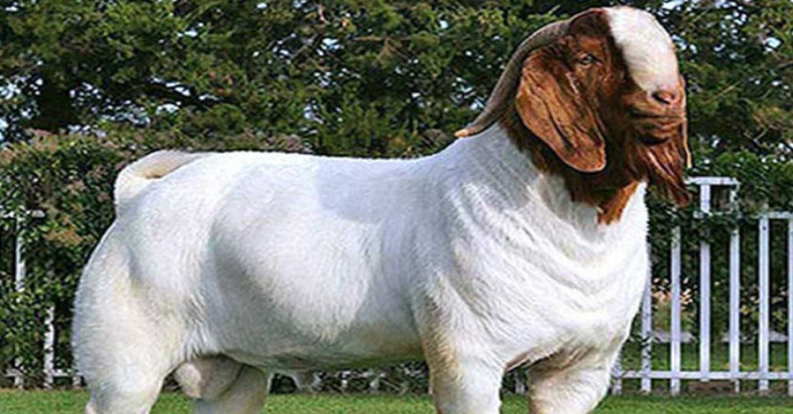 दाङबाट खसी–बोका काठमाडौँ पठाइँदै