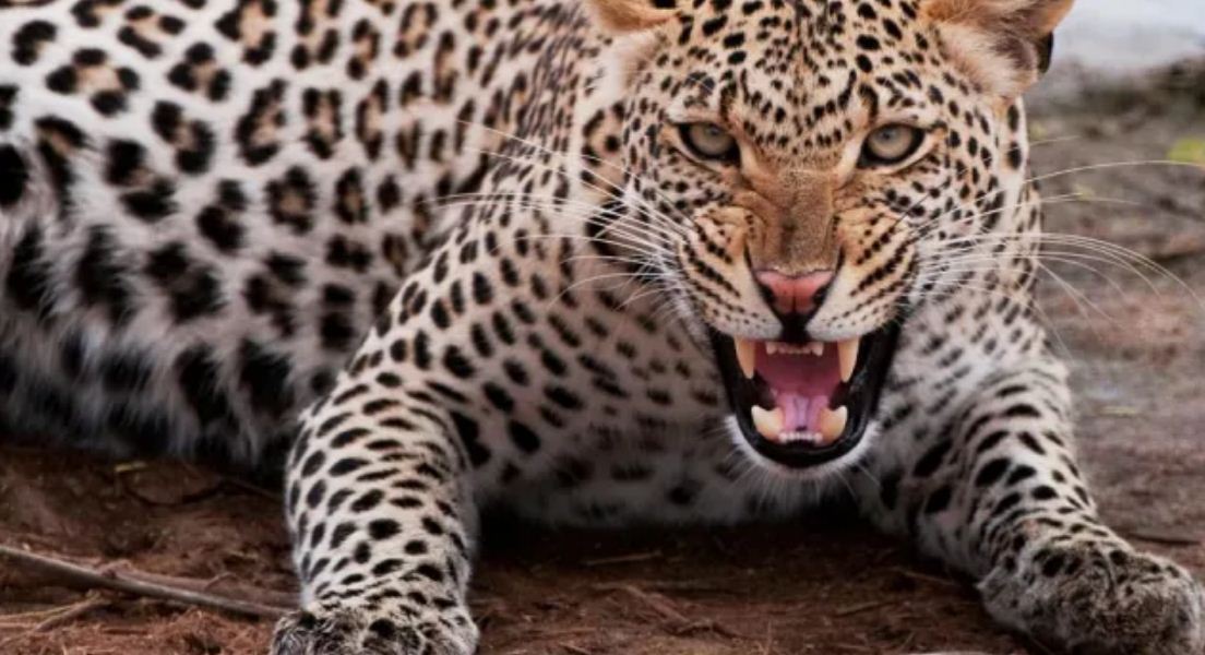 बन्दीपुरमा चितुवाको आतङ्क