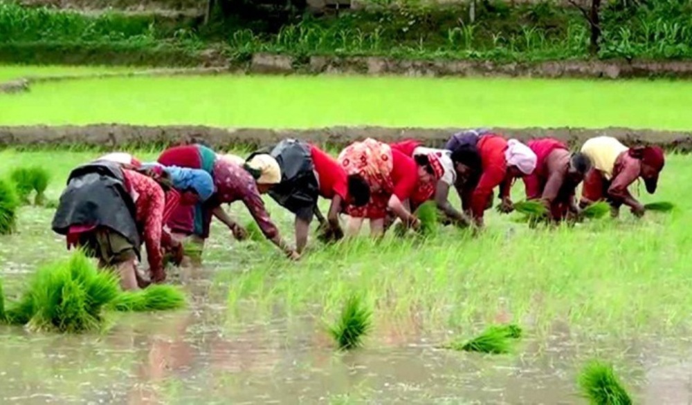 कर्णालीमा ९६ प्रतिशतभन्दा बढी धान रोपाइँ सम्पन्न