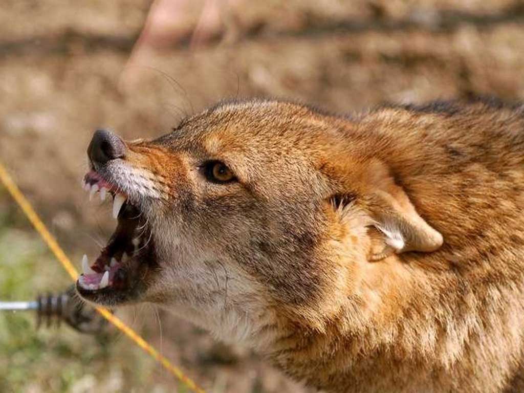 बिजगौरी गाउँमा स्यालको आतङ्क