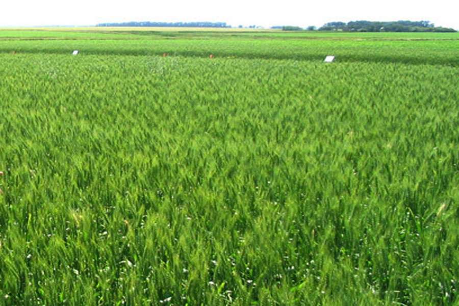 हिमपातले गहुँबाली सप्रिने भन्दै किसान खुसी