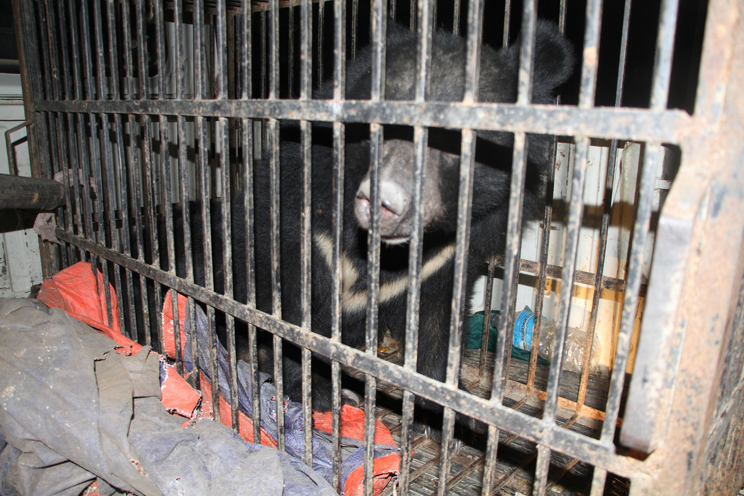 प्रसूतिगृह पुगेको भालुलाई ५ दिनपछि फर्काइयो वासस्थान