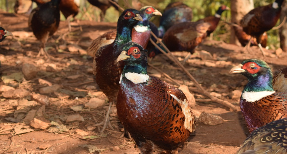 बैंकको जागिर छाडेर व्यावसायिक कालिजपालन