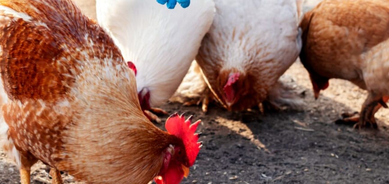 फेरि बर्डफ्लू भेटियो 