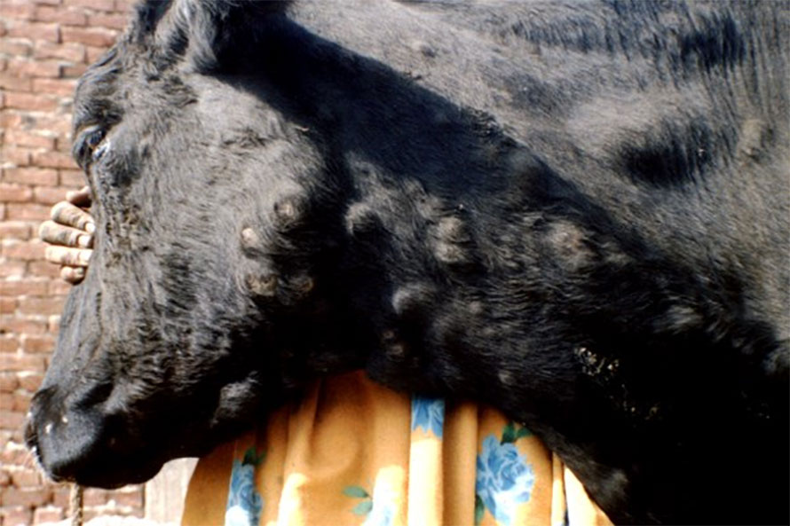 पशुमा लम्पी स्किन रोग देखापर्‍यो 