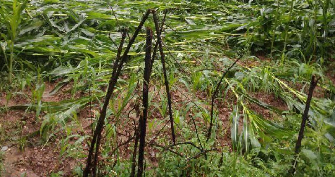 दैलेखमा ३६ रोपनी क्षेत्रमा लगाइएको मकैबाली नष्ट 