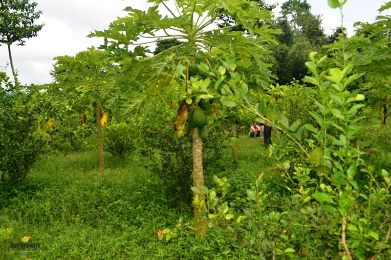 ग्रामीण साना कृषि उद्योग सञ्चालनमा